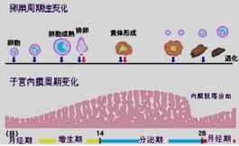 超聲檢測(cè)排卵中的子宮內(nèi)膜指標(biāo)